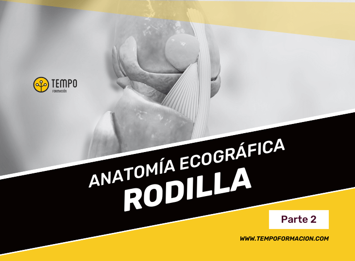 anatomia-y-ecografia-en-rodilla